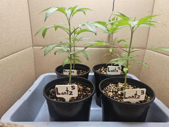 Breeding project. Week 3