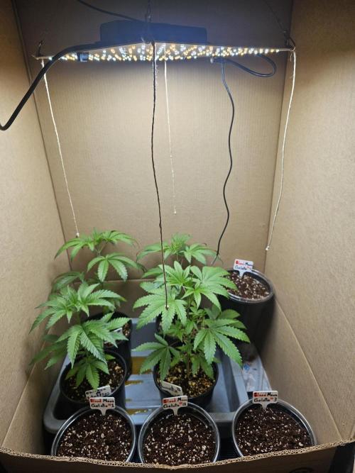 Breeding project. Week 4