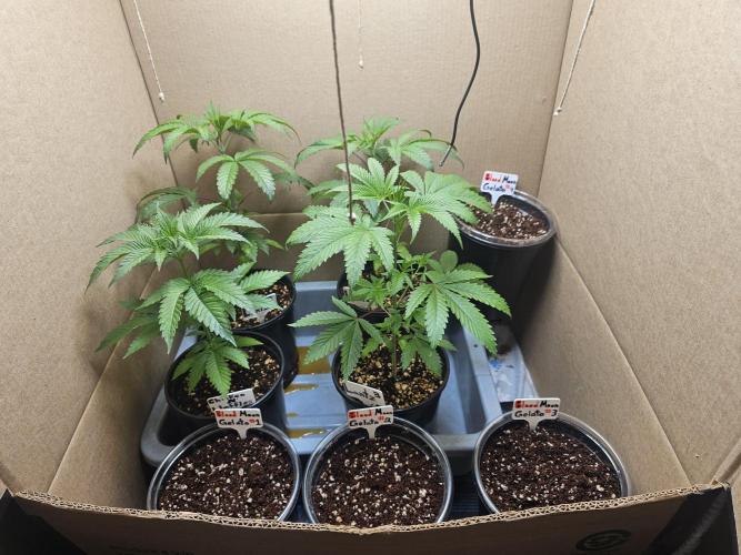 Breeding project. Week 4