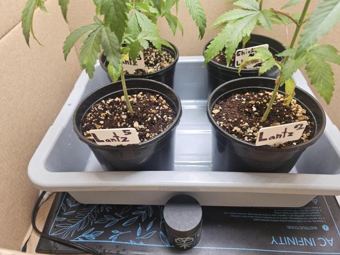 Breeding project. Week 4