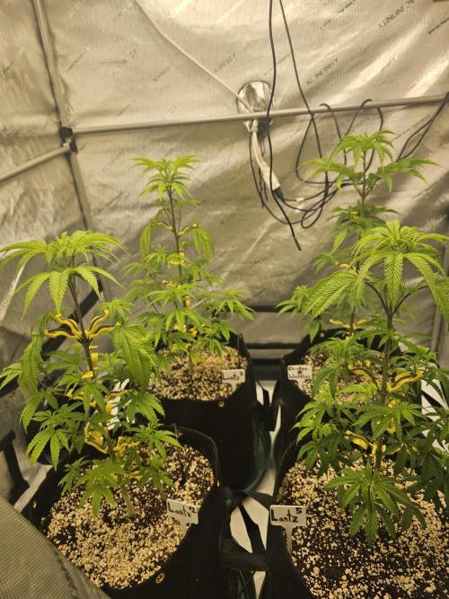 Breeding project. Week 6