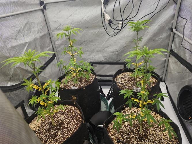 Breeding project. Week 6