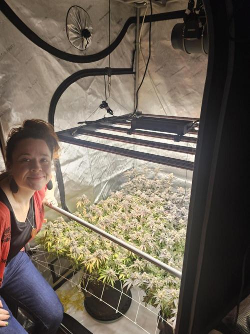 3rd Grow. Week 25 - Jelly Donuts Back LChick N Waffles Back RPeyote Front LGelat OF Front R