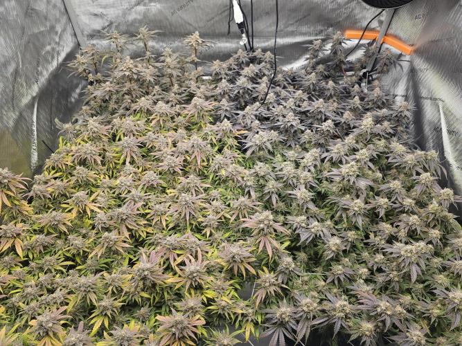 3rd Grow. Week 25 - Jelly Donuts Back LChick N Waffles Back RPeyote Front LGelat OF Front R