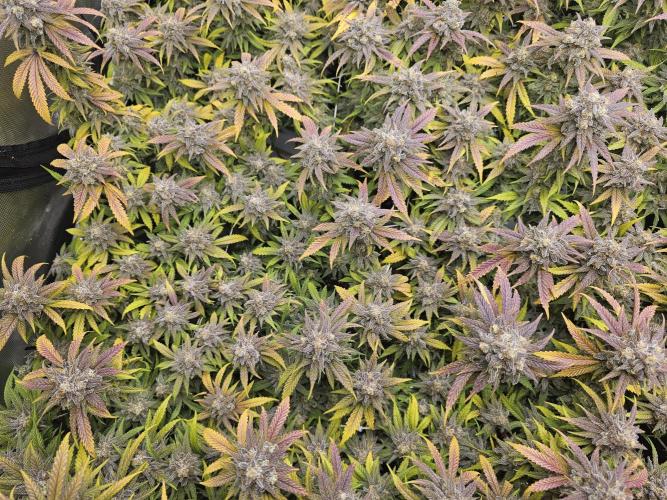 3rd Grow. Week 25 - Peyote wifi