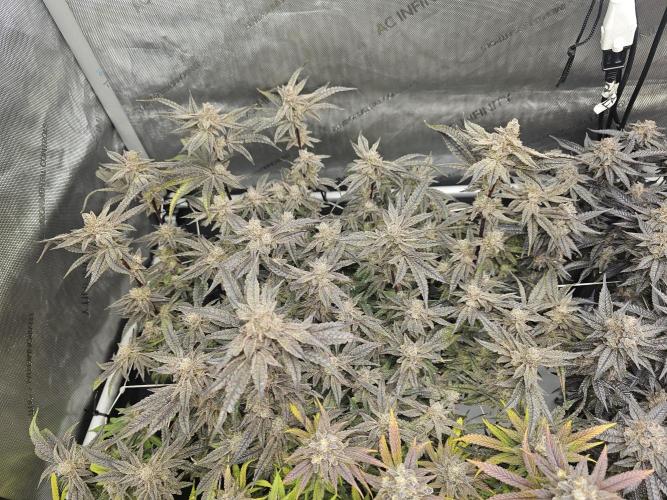 3rd Grow. Week 25 - Jelly Donuts 