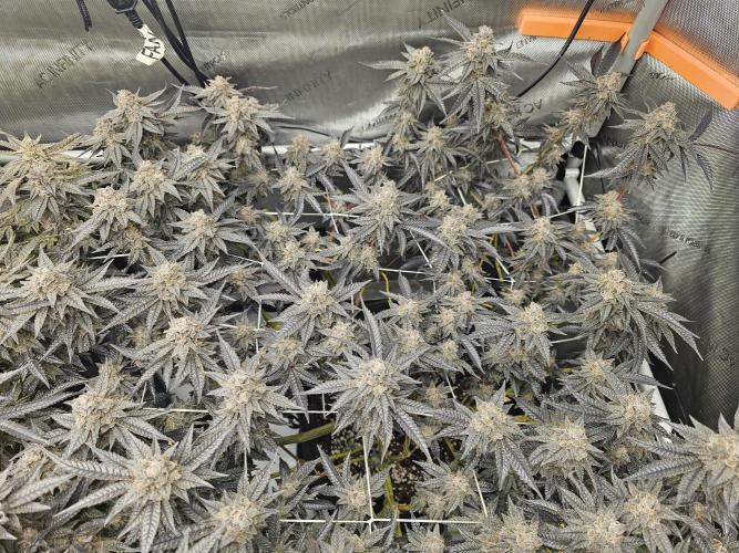 3rd Grow. Week 25 - Chicken N Waffles 