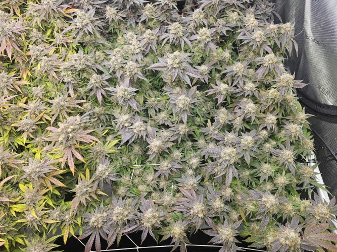 3rd Grow. Week 25 - Gelat Og 