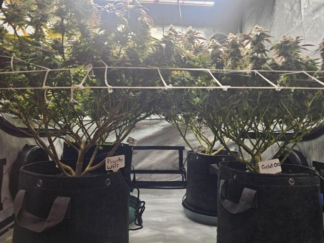 3rd Grow. Week 25 - Jelly Donuts Back LChick N Waffles Back RPeyote Front LGelat OF Front R