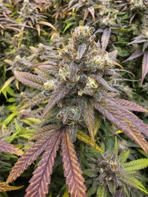 3rd Grow. Week 25 - Peyote wifi