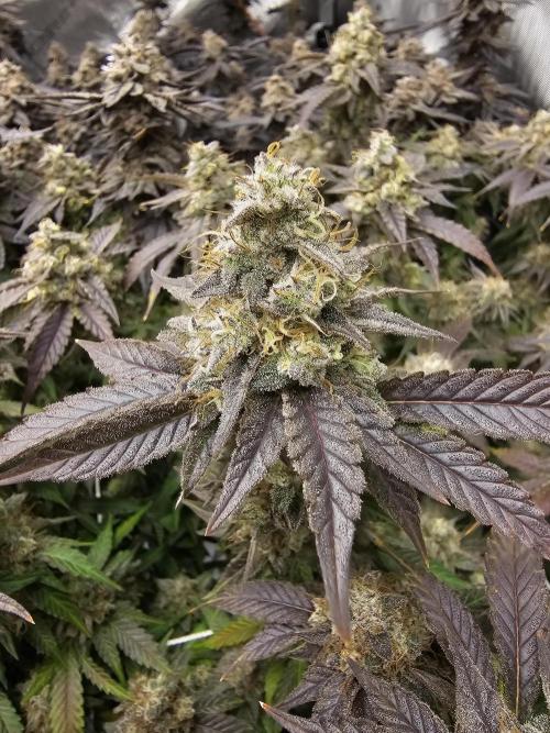 3rd Grow. Week 25 - Gelat og