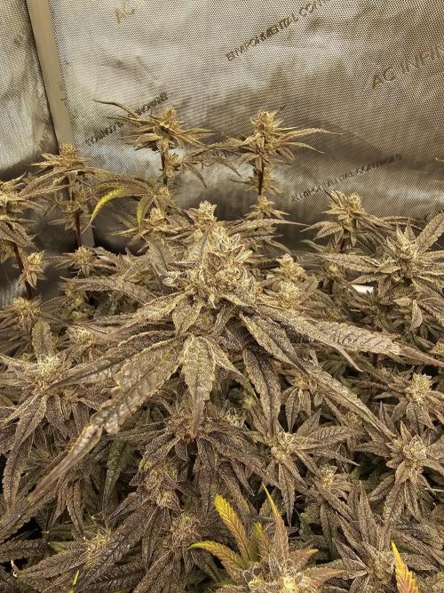 3rd Grow. Week 25 - Jelly Donuts 