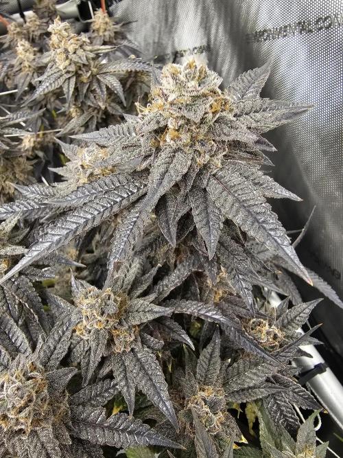 3rd Grow. Week 25 - Chicken N Waffles clone