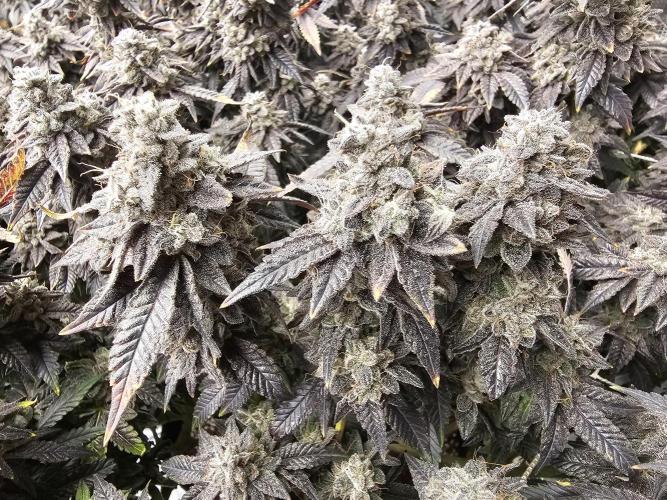 2nd Grow. Week 25 - Chicken N Waffles 