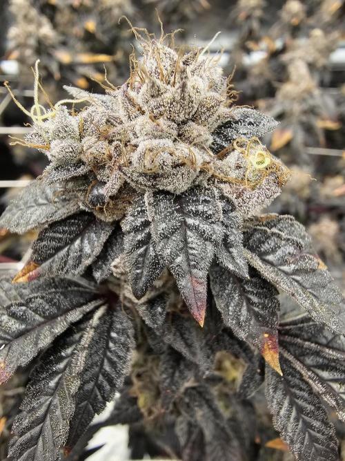 2nd Grow. Week 25 - Donutz clone