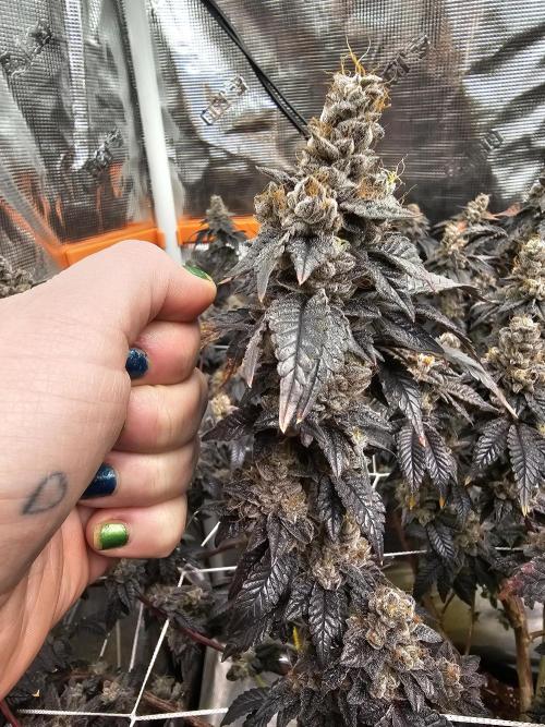 2nd Grow. Week 25 - Donutz 