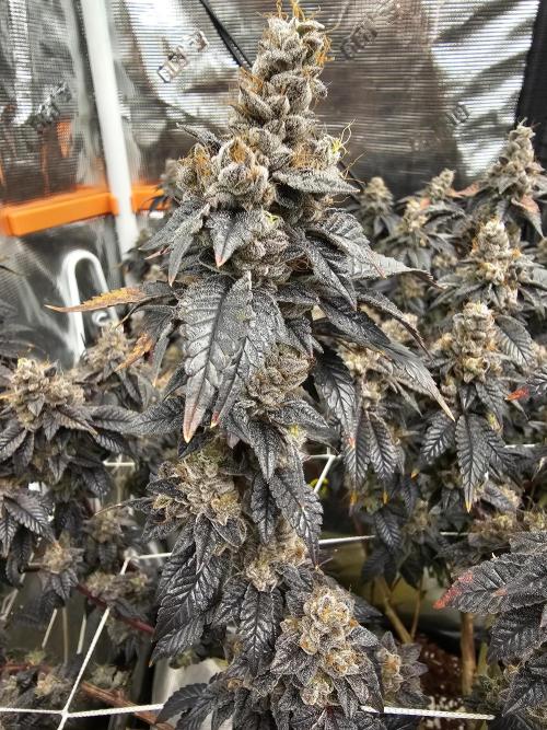 2nd Grow. Week 25 - Donutz 