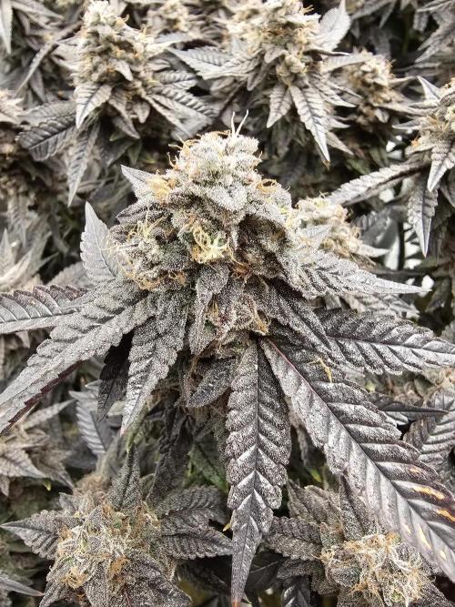 2nd Grow. Week 25 - Jedi Juice 