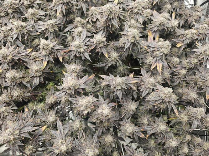 2nd Grow. Week 25 - Jedi Juice 