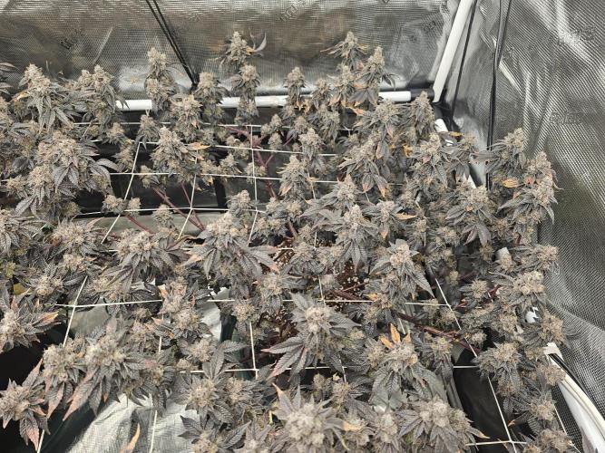 2nd Grow. Week 25 - Donutz Clone 