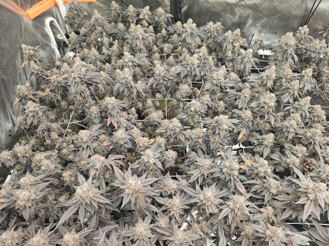 2nd Grow. Week 25 - Donutz 