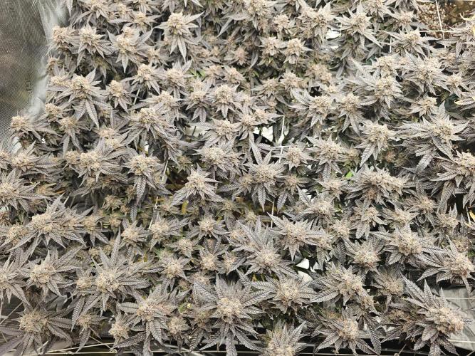 2nd Grow. Week 25 - Chicken N Waffles 