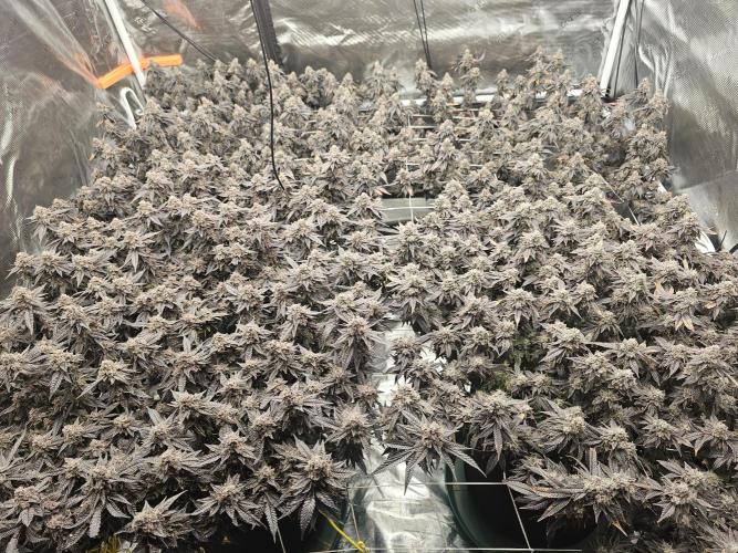 2nd Grow. Week 25 - Donutz &Her clone in backChicken N Waffles to left frontJedi Juice front right