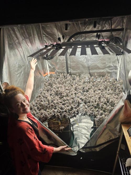 2nd Grow. Week 25 - Donutz &Her clone in backChicken N Waffles to left frontJedi Juice front right