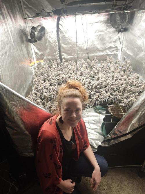 2nd Grow. Week 25 - Donutz &Her clone in backChicken N Waffles to left frontJedi Juice front right