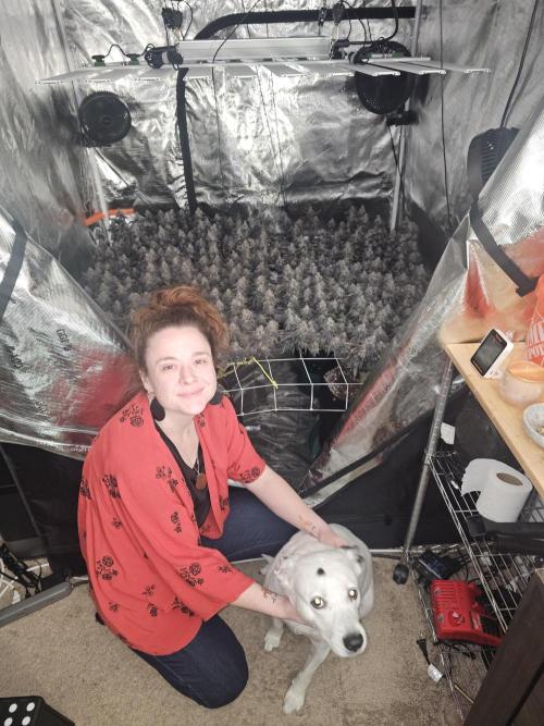 2nd Grow. Week 25 - Donutz &Her clone in backChicken N Waffles to left frontJedi Juice front right