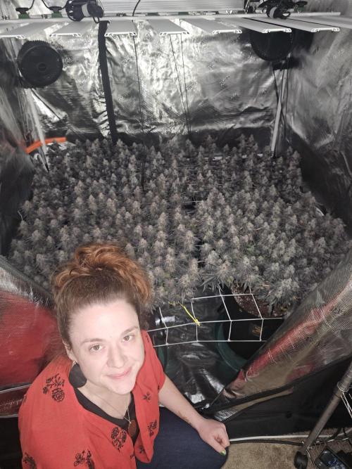 2nd Grow. Week 25 - About to harvest 