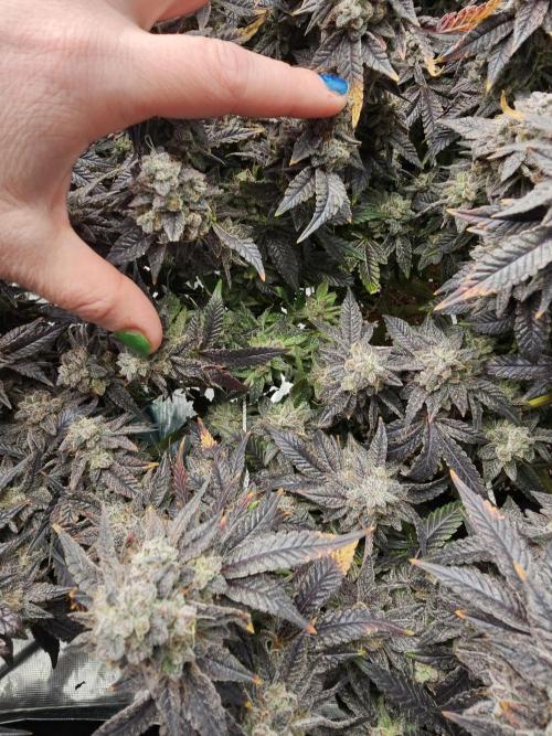 2nd Grow. Week 25 - Green underneath and purple on top from letting it get into 50s at night