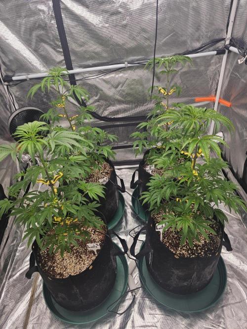 Breeding project. Week 7