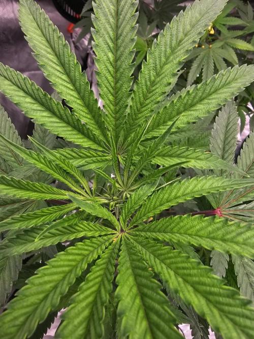 Breeding project. Week 8