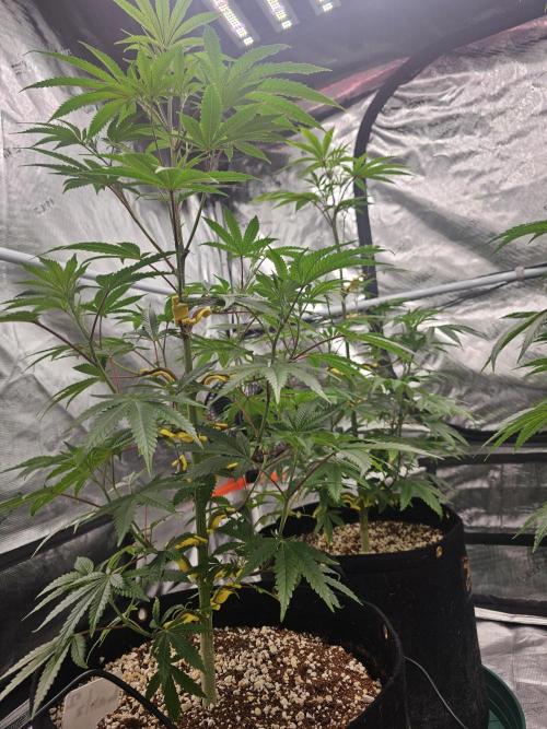 Breeding project. Week 8