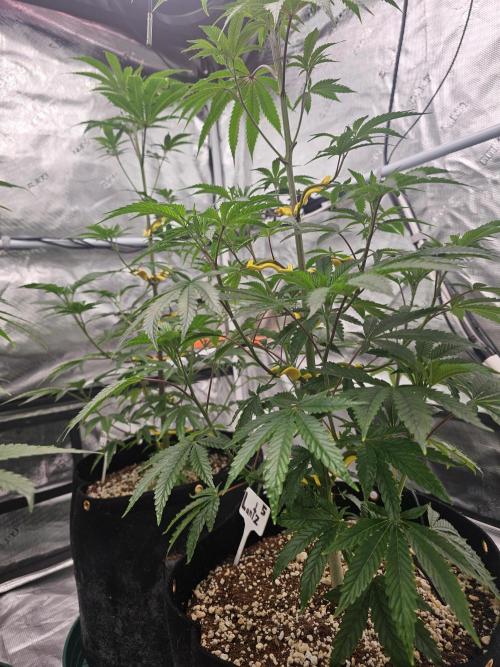 Breeding project. Week 8