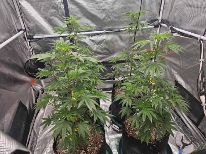 Breeding project. Week 8