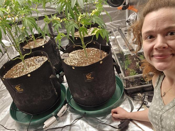 Breeding project. Week 9