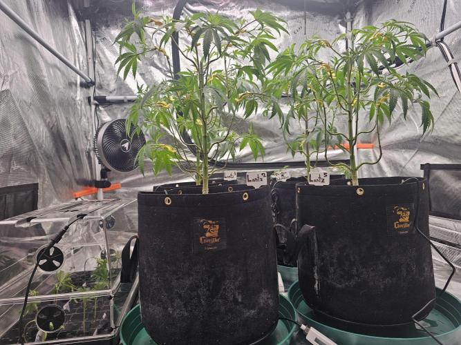 Breeding project. Week 9