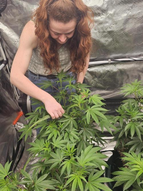 Breeding project. Week 9