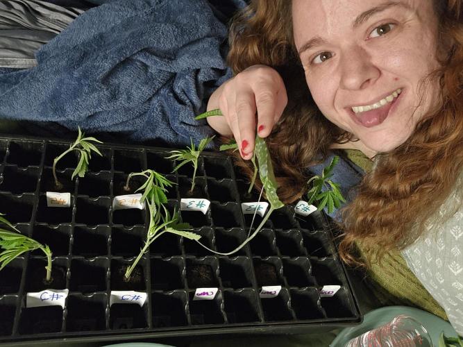 Breeding project. Week 9