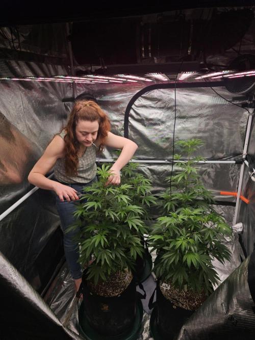 Breeding project. Week 9