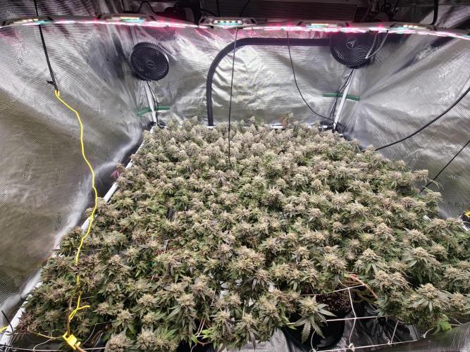 Breeding project. Week 10
