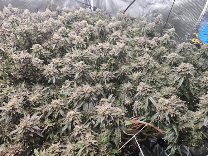 Breeding project. Week 10