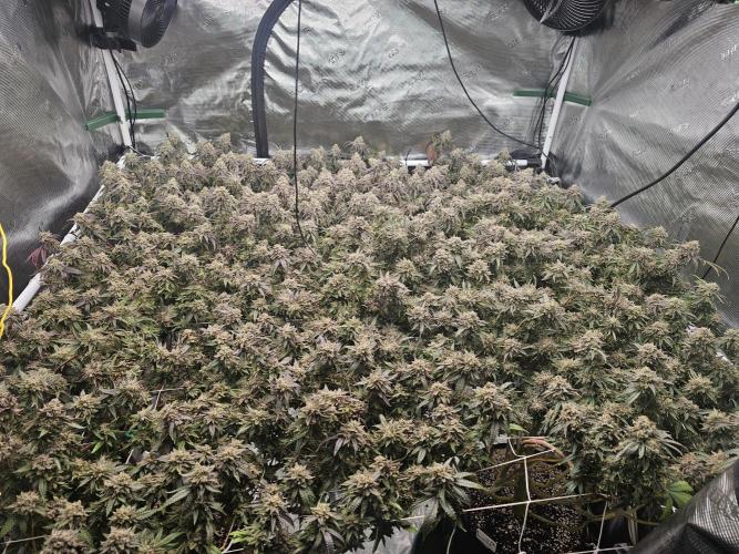 Breeding project. Week 10
