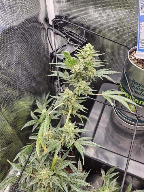 mephisto tryout #1. Week 10 - Mussus nmr 1 
Canna cheese 1:1