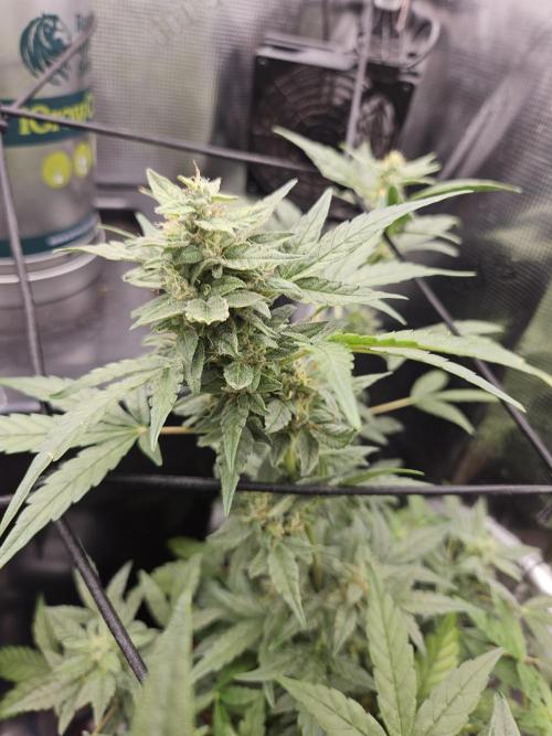 mephisto tryout #1. Week 10 - Mussus nmr 2
Canna cheese 1:1