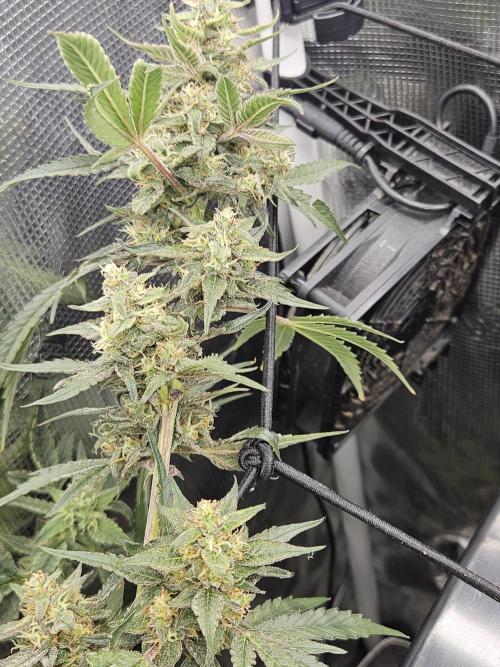 mephisto tryout #1. Week 11 - Lady A ,she fine af.