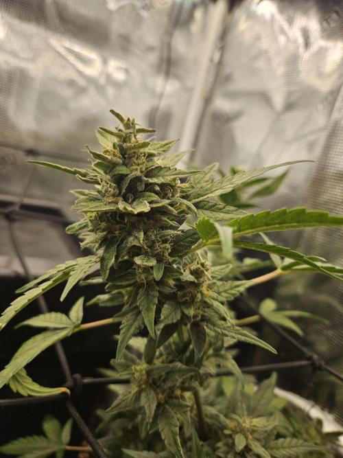 mephisto tryout #1. Week 11 - Lady B ,shorty got back.