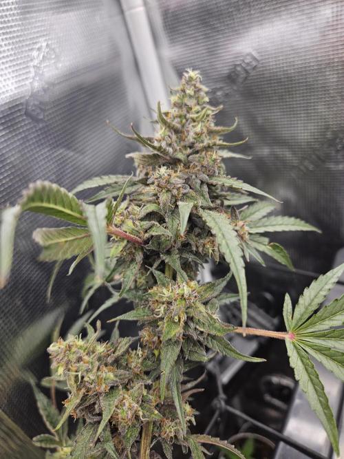 Mephisto's canna-cheese 1:1. Week 12 - Lady #1 beefcake! BEEFCAKE!!